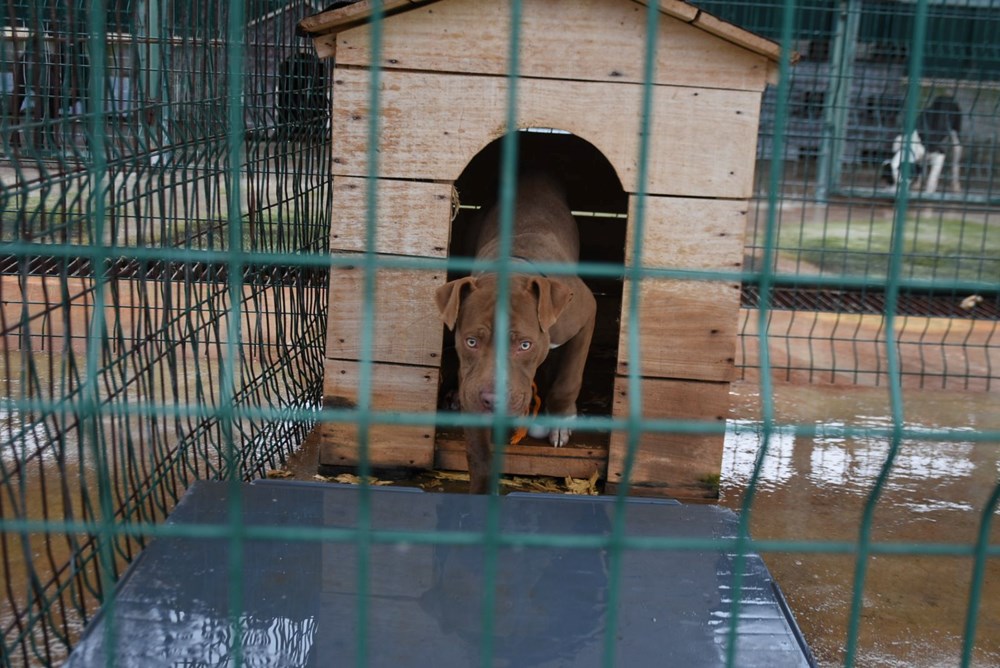 Edirne'de 'yasaklı ırk' köpekler için barınakta yer kalmadı - 7