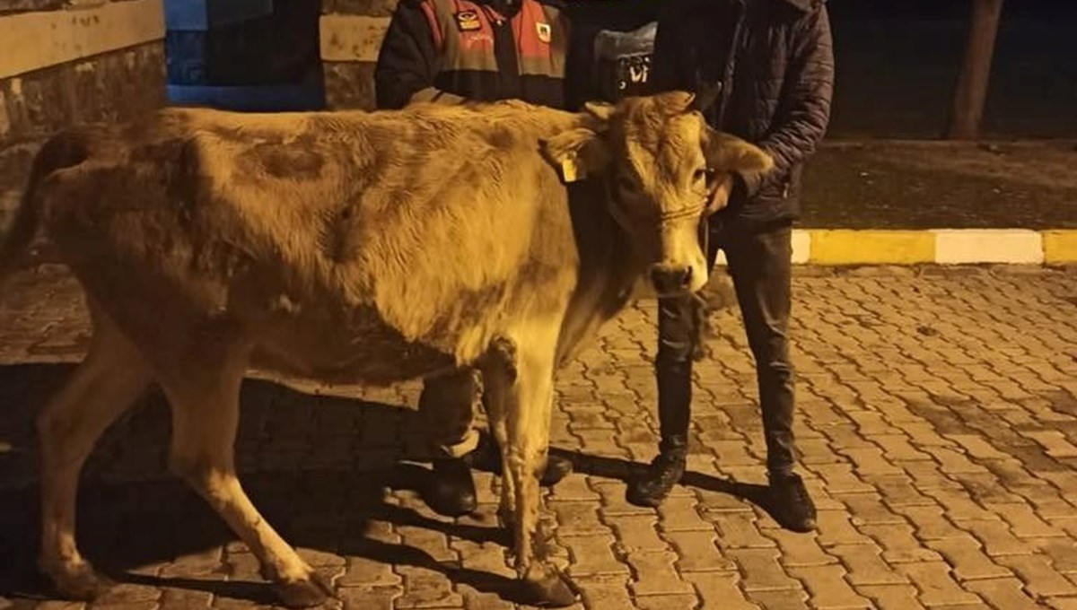 600 kiloluk ineği otomobille çalmaya kalkıştılar