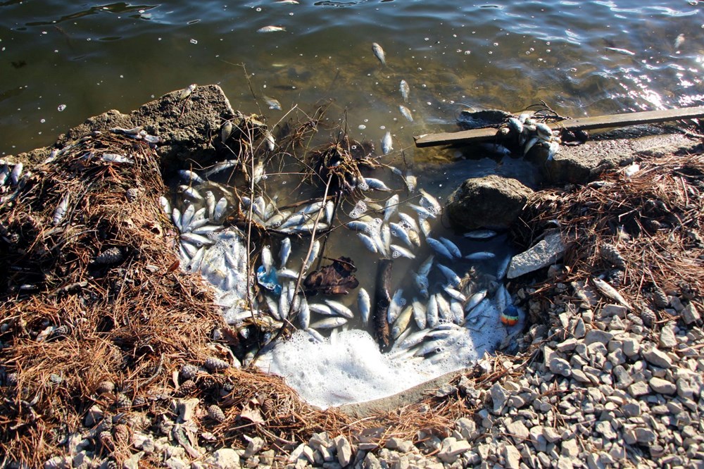 Sünnet Gölü'nde yüzlerce ölü balık kıyıya vurdu - 4