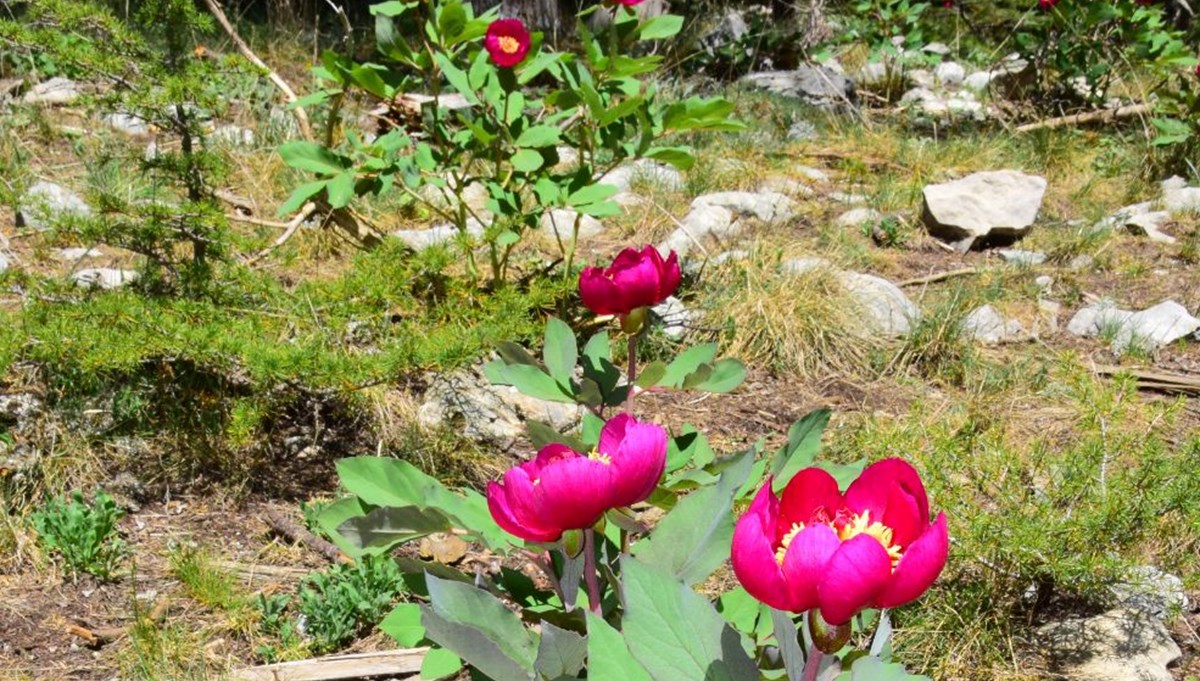 Yılda 10 gün açıyor, koparmanın cezası 109 bin 593 lira