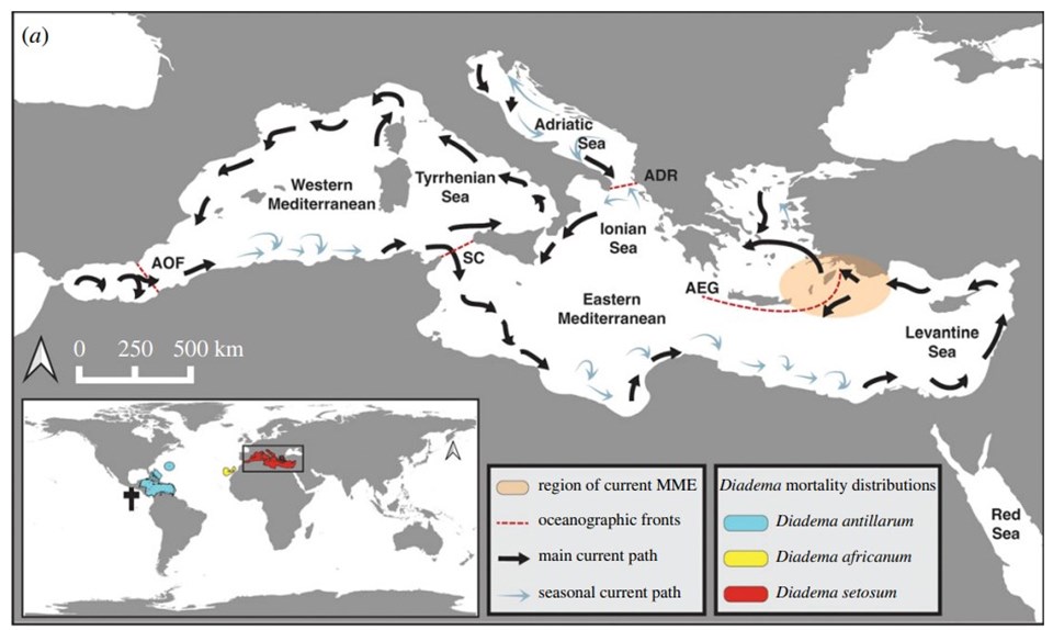 Doğu Akdeniz'de istilacı deniz kestanelerinde kitlesel ölüm - 2