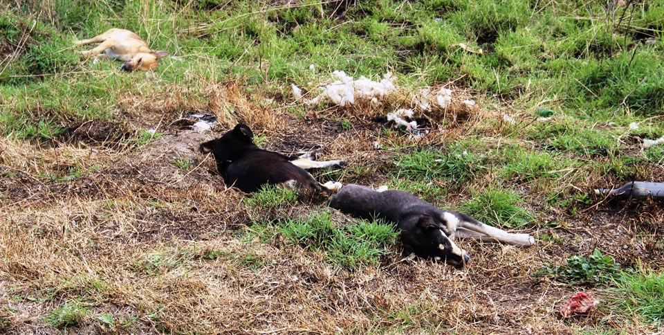 Çanakkale'de köpek katliamı - 3