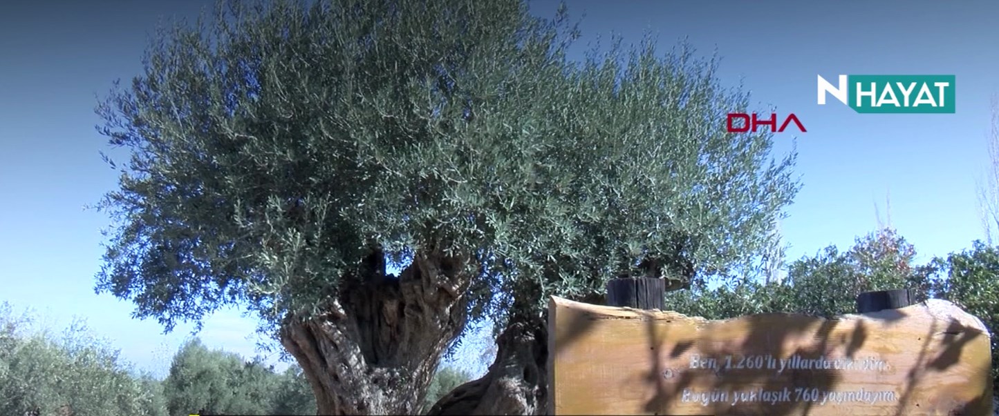 N Hayat&hellip; Sahaya ayıcık yağdı NTV