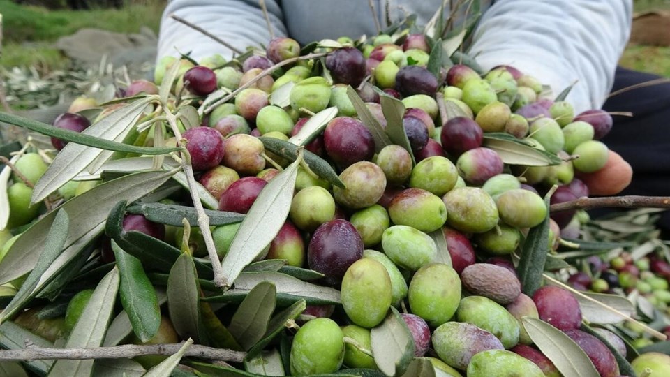 Türkiye sofralık zeytin ihracatında rekor kırdı - 1