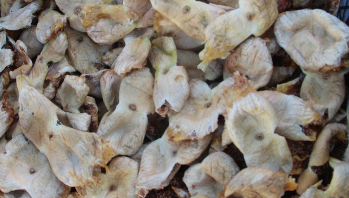 Sezona kilosu 250 lirayla başladı, 150 lirayla kapattı Sezona kilosu 250 lirayla başladı, 150 lirayla kapattı