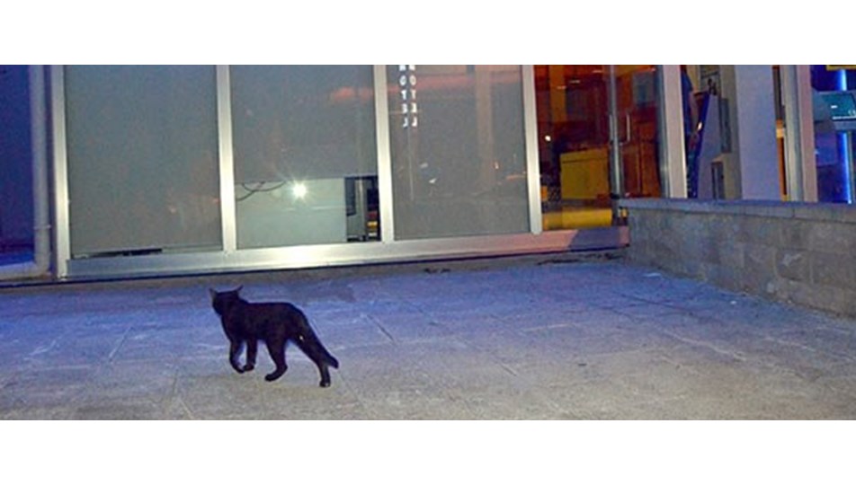 Bankaya giren kedi polisi alarma geçirdi NTV