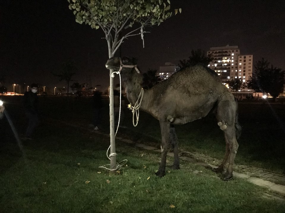 Kamyonetin arkasına bağladıkları deveyi kilometrelerce sürüklediler - 1