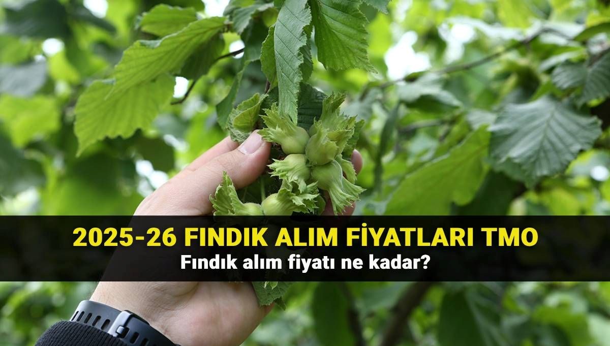 TMO fındık alım fiyatları 2025-26: Girsun, levant ve sivri fındık alım fiyatı ne kadar?
