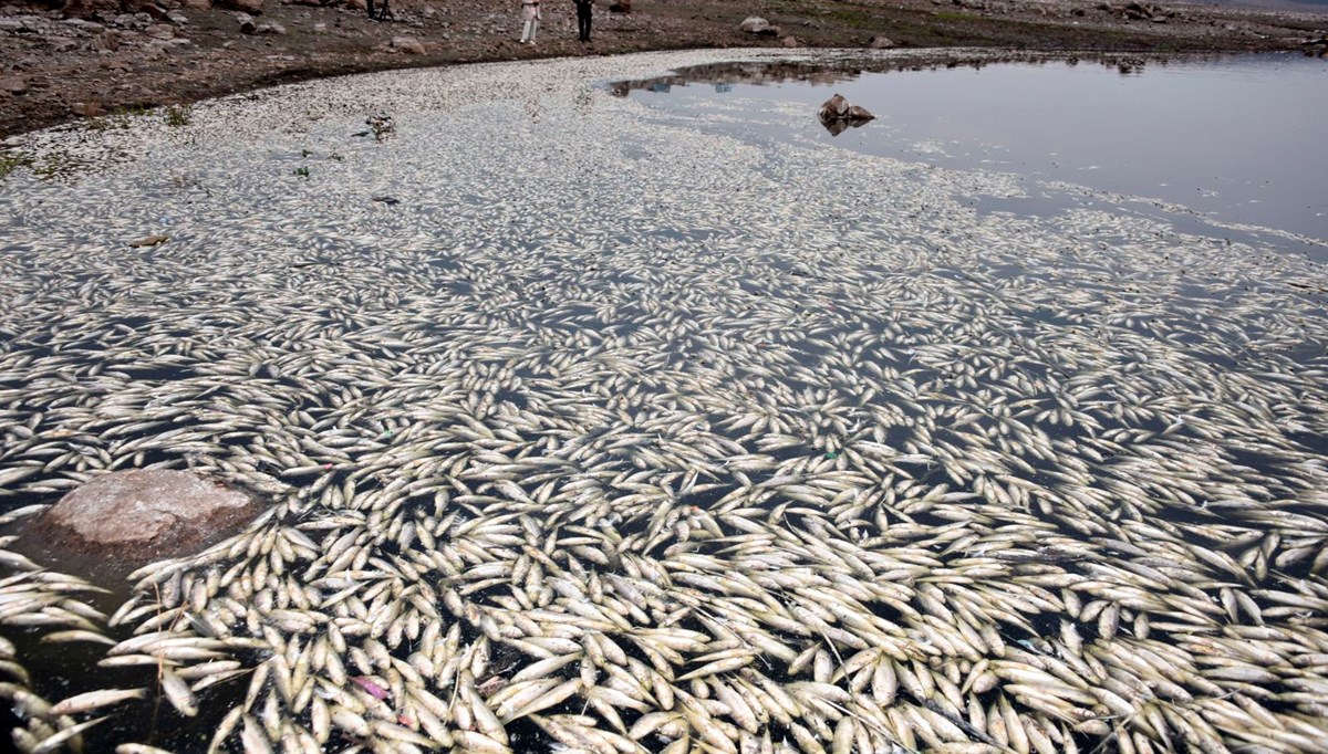 Hacı Hıdır Baraj Göleti'nde balık ölümlerine inceleme
