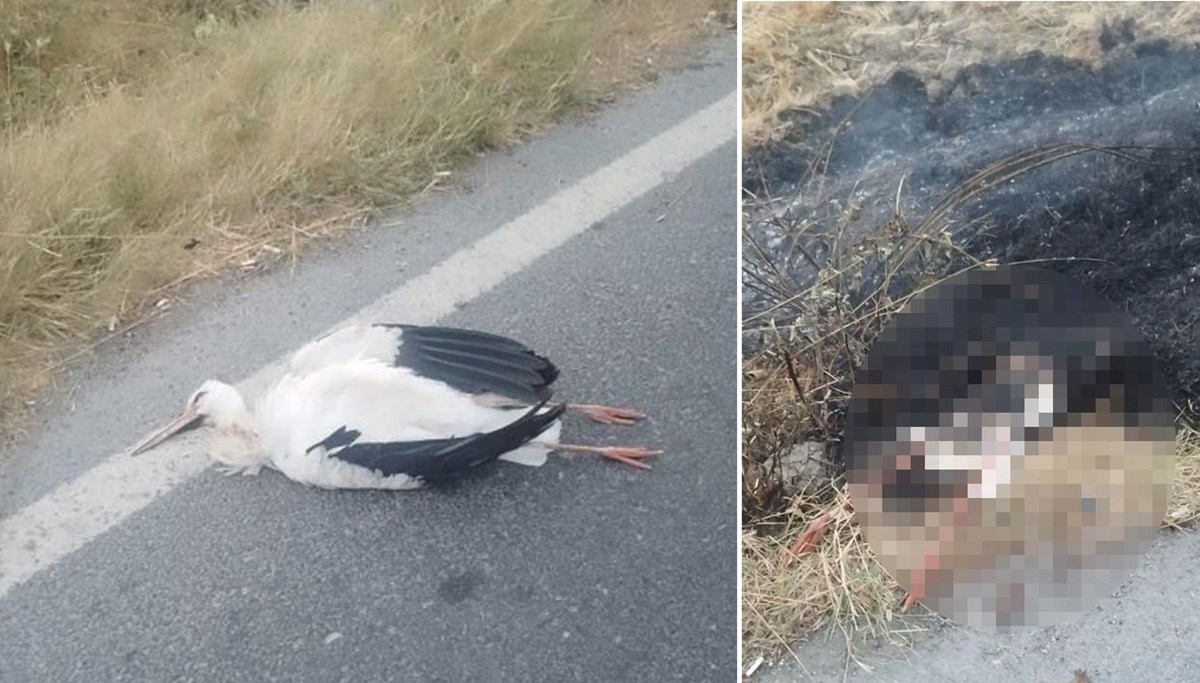 Göç yolundaki leyleklerin acı sonu Göç yolundaki leyleklerin acı sonu