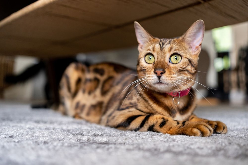 Araştırma: Bütün kedi ırkları içerisinde en saldırganı Van
kedisi - 8