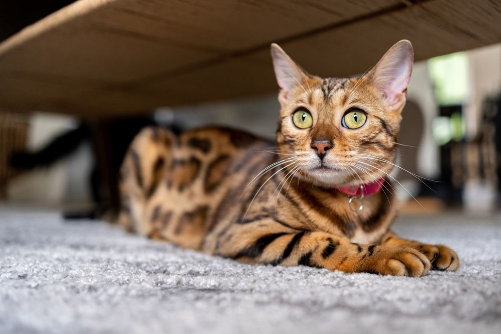 Araştırma: Bütün kedi ırkları içerisinde en saldırganı Vankedisi - 8