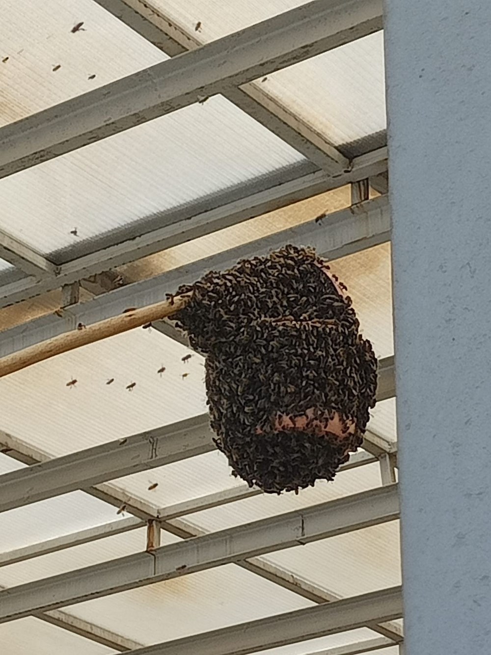 Hastanede panik: Acil servisi arılar bastı - 3