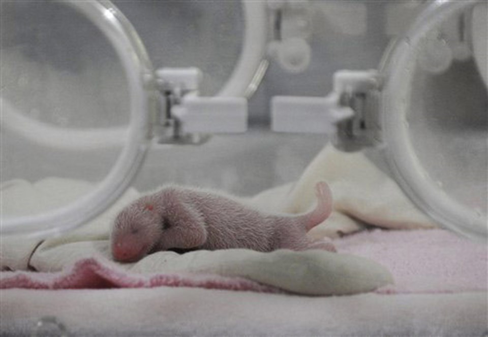 Dondurulmuş spermden ilk panda doğdu  - 1