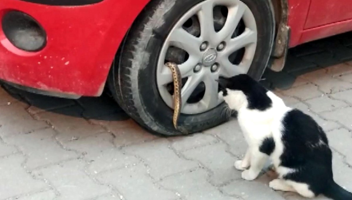 Avcılar'da mahallelinin yılan isyanı Avcılar'da mahallelinin yılan isyanı