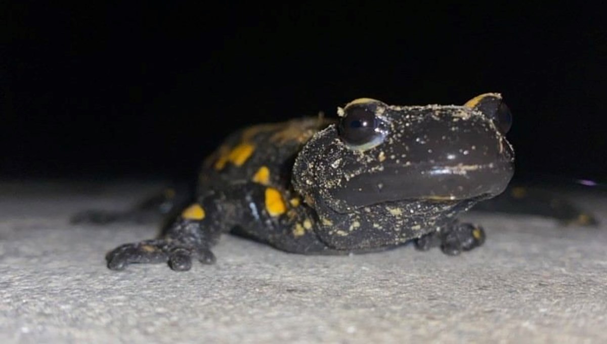 Adana’da nesli tükenmekte olan 