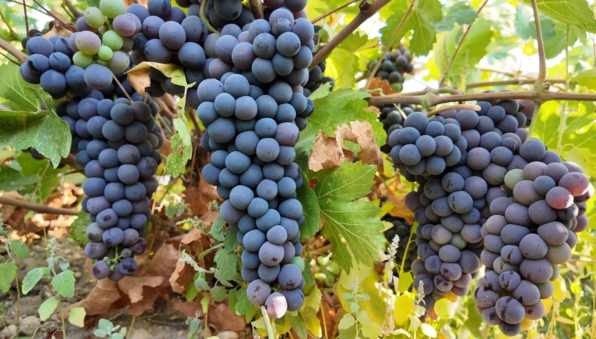 Coğrafi işaretli Erciş üzümünün bağ bozumu başladı