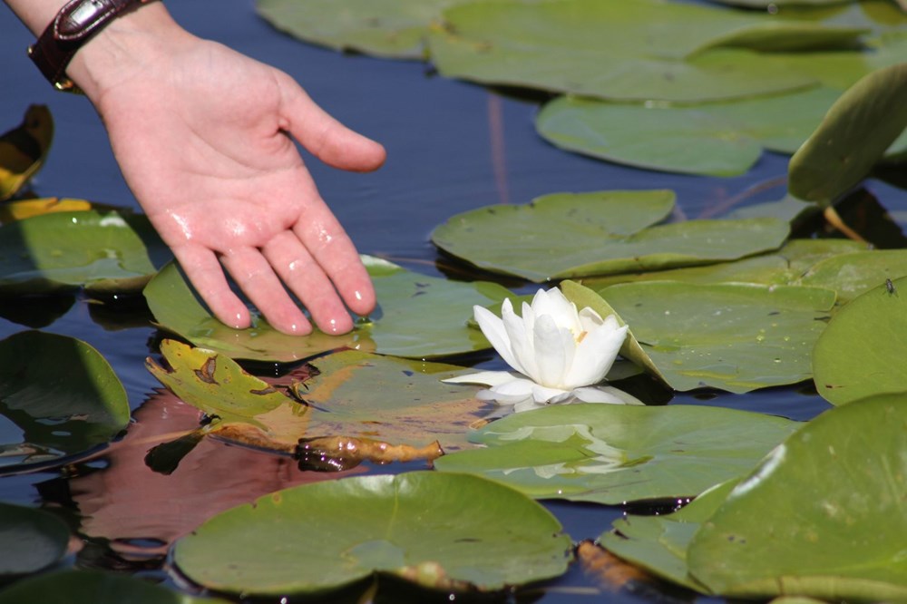 Türkiye'nin en büyük nilüfer bahçesi: Beyşehir Gölü - 12