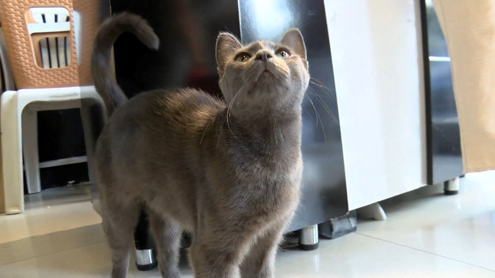 Bağcılar'da kedi, Sibirya kurduna saldırdı - 8