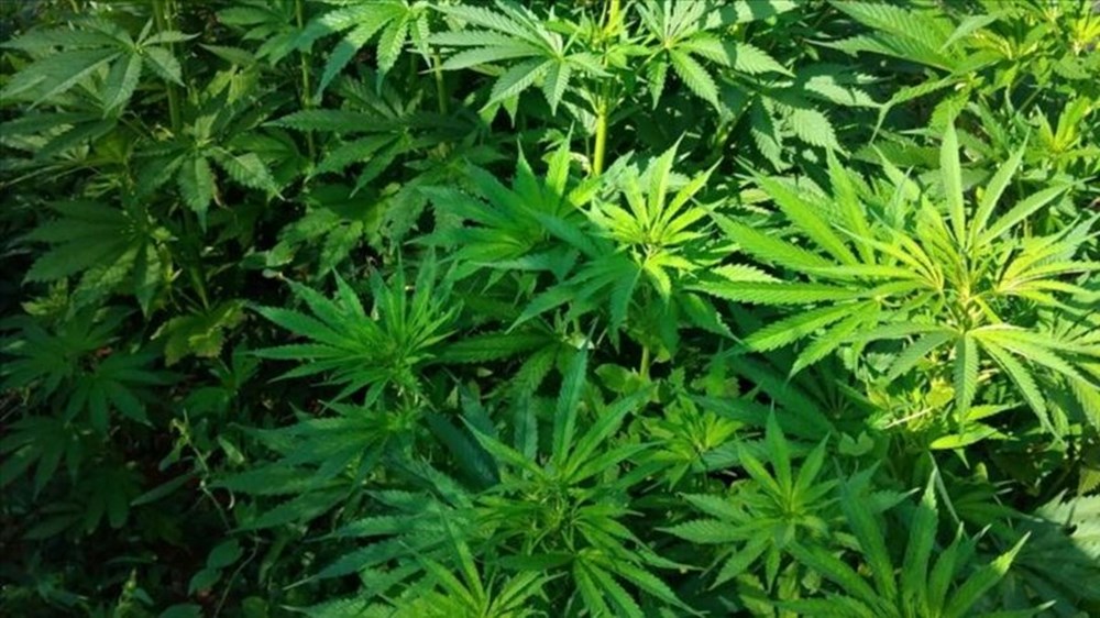 Artık eczanelerde satılabilecek: Tıbbi kenevir nedir, faydaları neler? - 2