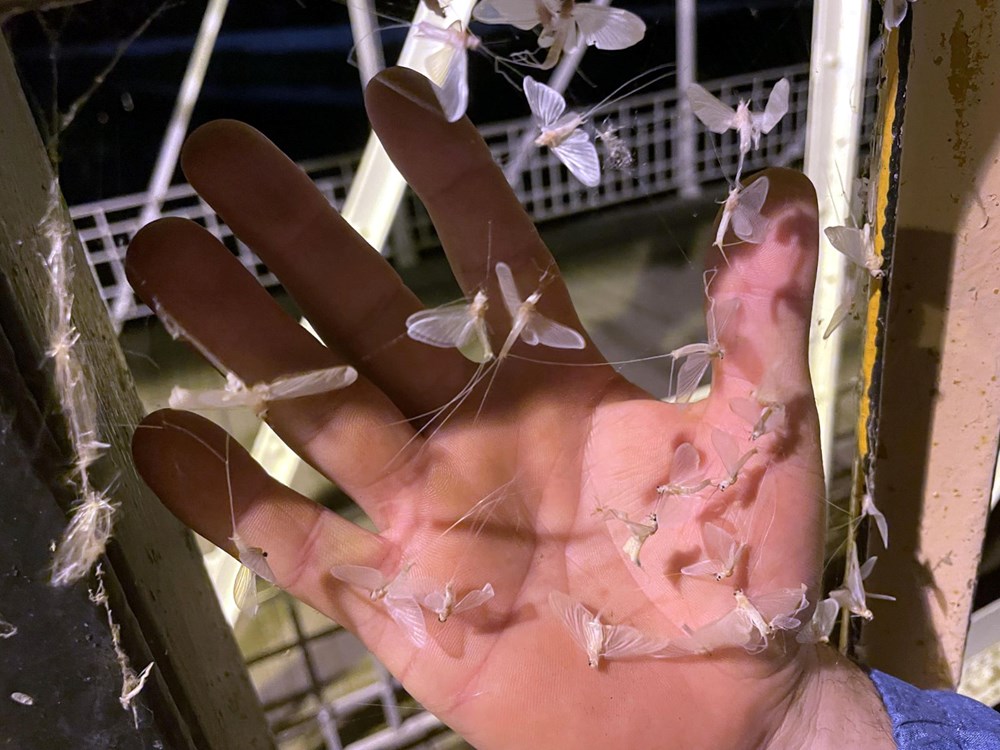 Ardahan'da 'bir günlükler'in ölüm uçuşu başladı - 3