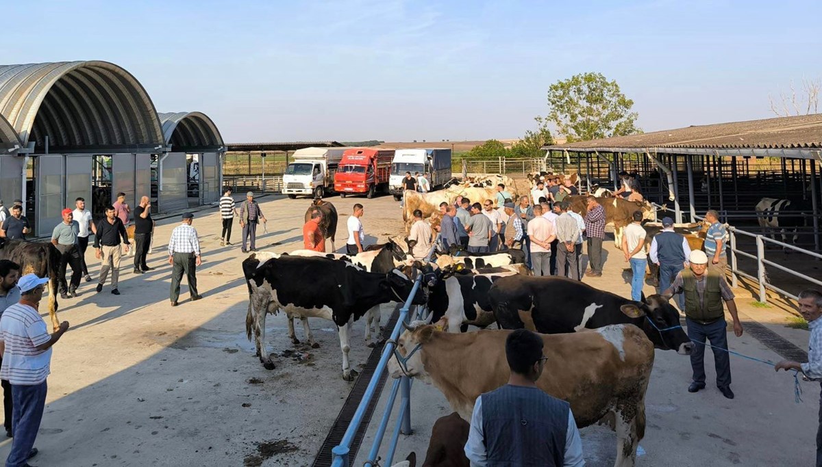 Keşan'da çiçek ve şarbon hastalığı alarmı: Hayvanların meraya çıkarılması yasaklandı Keşan'da çiçek ve şarbon hastalığı alarmı: Hayvanların meraya çıkarılması yasaklandı