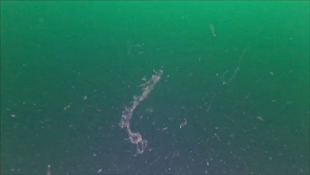 Marmara Denizi'ndeki sessiz tehlike için bakanlık harekete geçti - 2