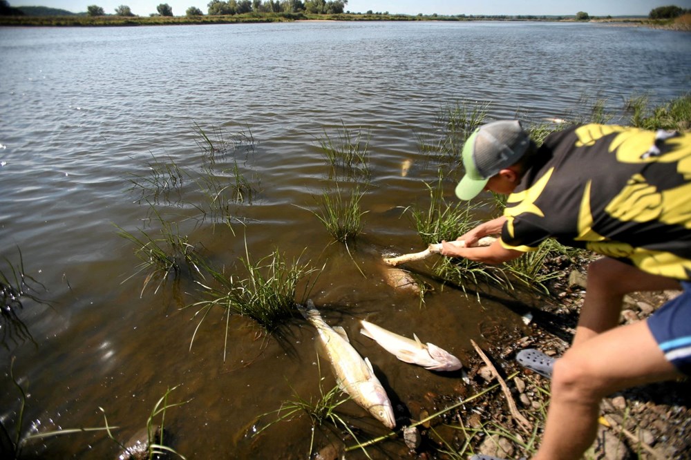 Polonya'nın Oder Nehri'nde ekolojik felaket: Binlerce balık nedeni bilinmeyen bir şekilde öldü - 6