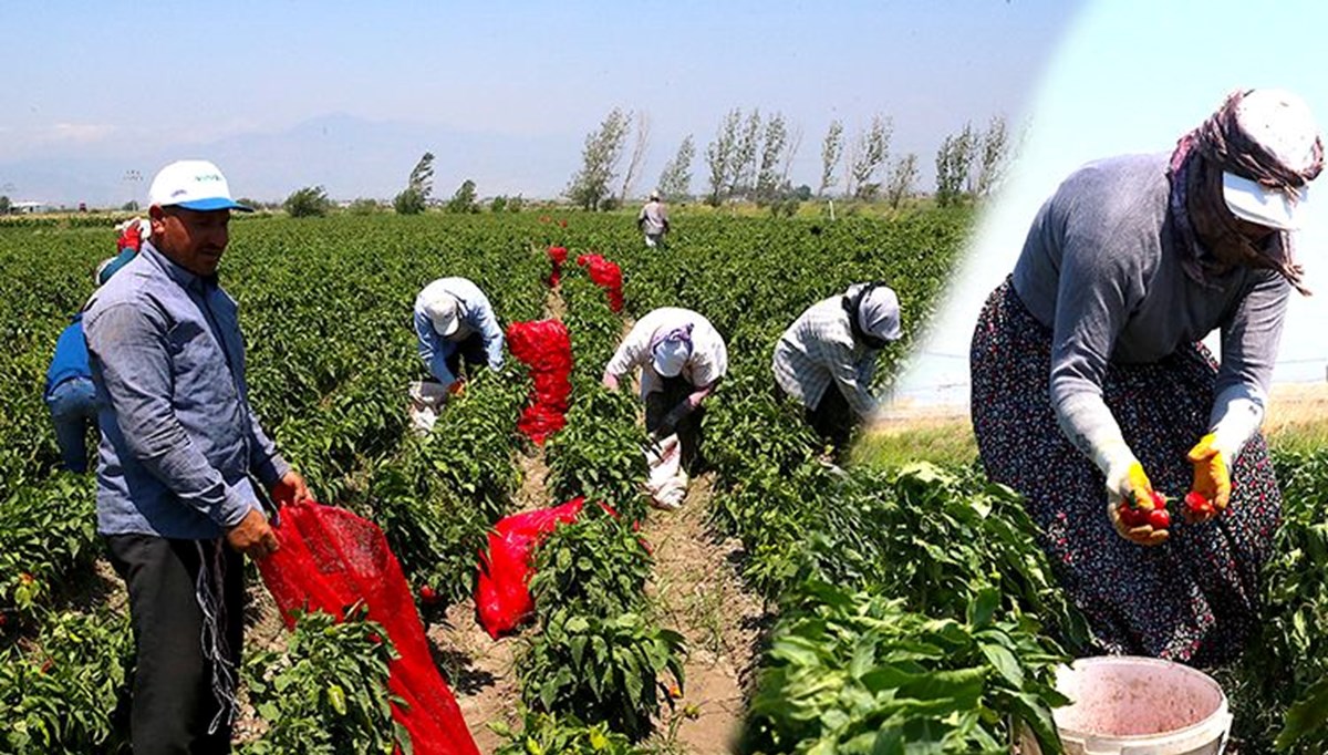 Pazara gelmeden tarladan satılıyor! Tek başına antioksidan deposu, sabah yiyince faydası 2 katına çıkıyor Pazara gelmeden tarladan satılıyor! Tek başına antioksidan deposu, sabah yiyince faydası 2 katına çıkıyor