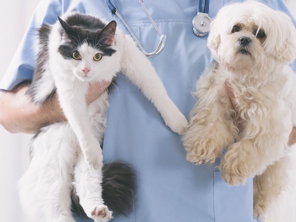 hayvanseverlere uyari mutasyonlu corona virus kedi ve kopeklerde kalp sagligi sorunlarina yol aciyor saglik haberleri ntv