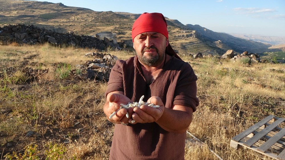 Altınla yarışıyor, kilosu 10 bin TL: Doğada kendiliğinden yetişiyor - 3