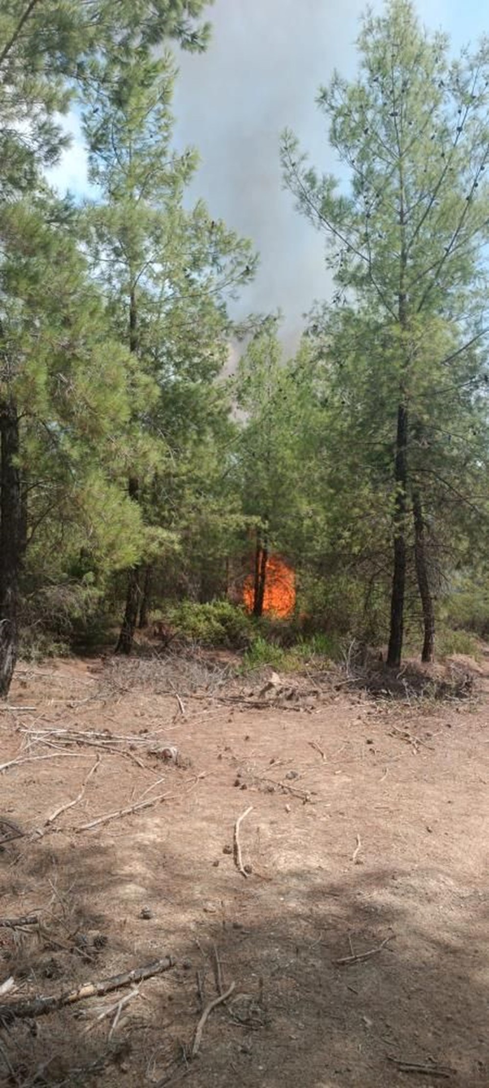 Adana’da 4 dönüm kızılçam ormanı yandı - 4