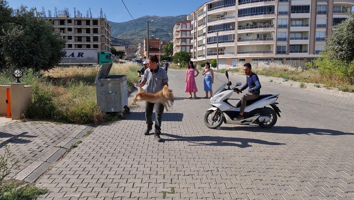 İzmir Tire'de 6 köpek ve 2 kedi zehirlenerek öldürüldü