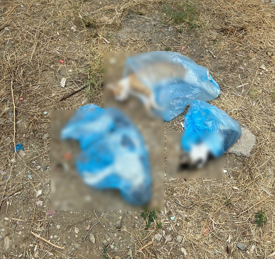 Manisa’da kedi ve köpek katliamı: 15 tanesi öldürüldü - 1