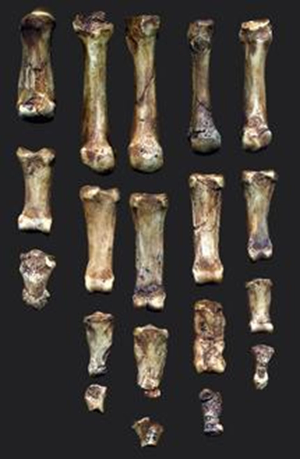 Çapkın Neandertaller - 1