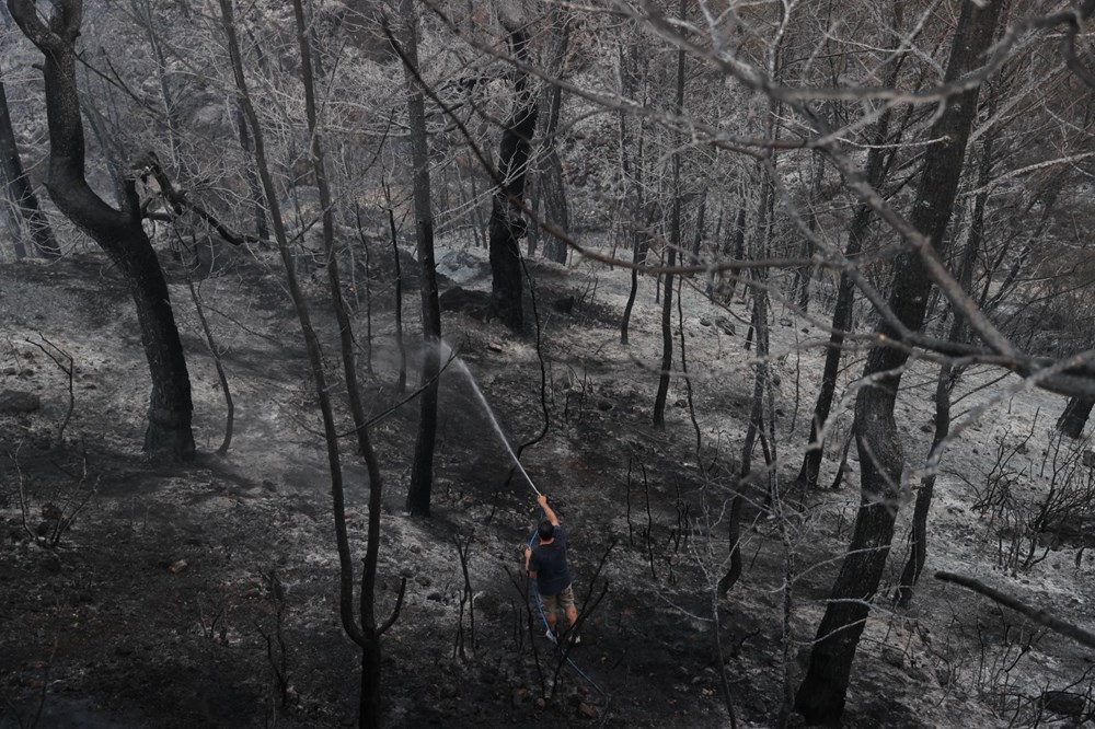 Yanan bölgelere hangi ağaç? Uzmanlar yanıtladı - 9