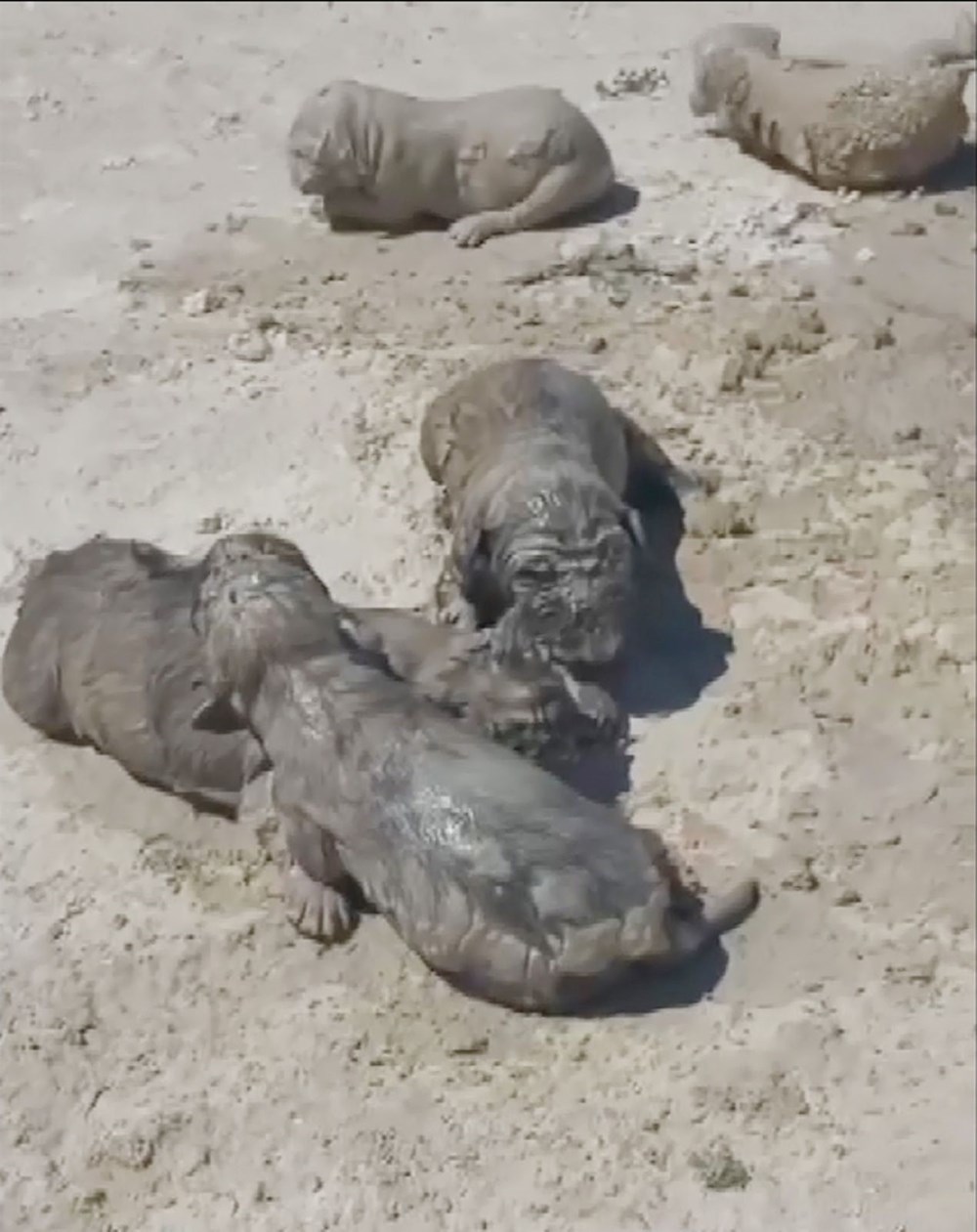 Antalya'da yavru köpeklere beton atık suyu katliamı - 3