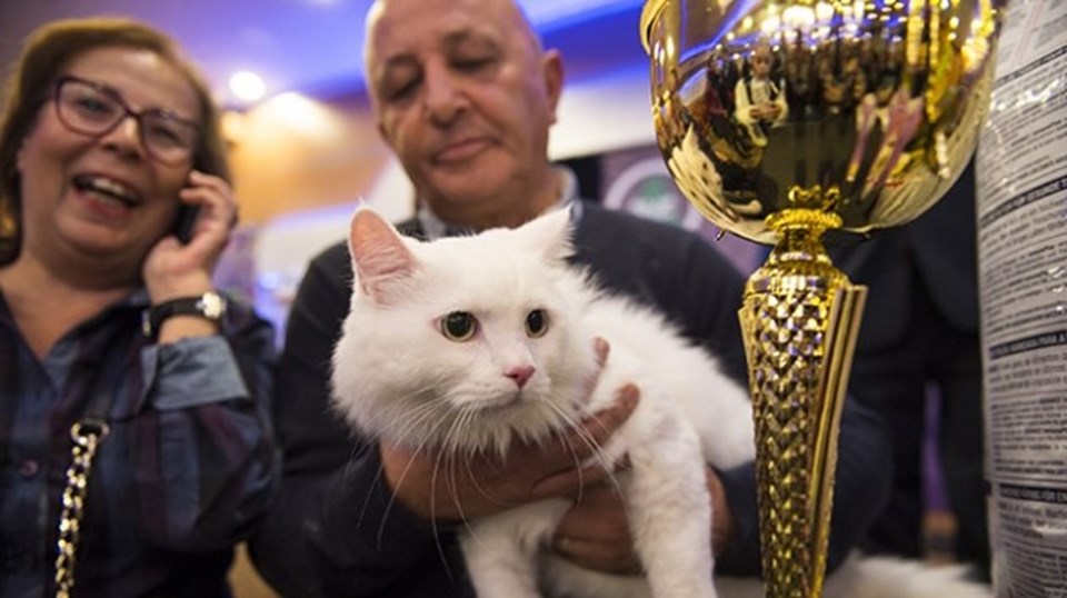 İstanbul’u bu hafta sonu Mutlu Kediler işgal edecek - 2