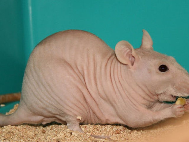 bazilari cok masum gorunur ama