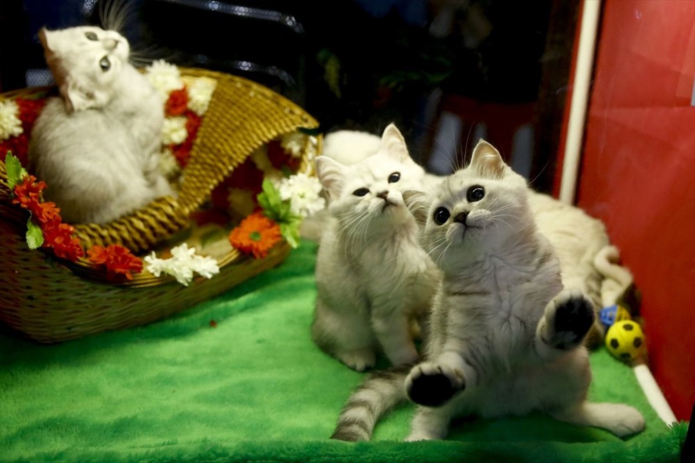 Kedi fuarından renkli fotoğraflar (Catsburg) Magazin Haberleri NTV