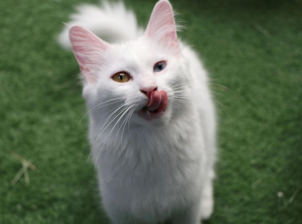 Kedi Villasi Yeni Kurallarla Ziyarete Acildi Magazin Haberleri Ntv