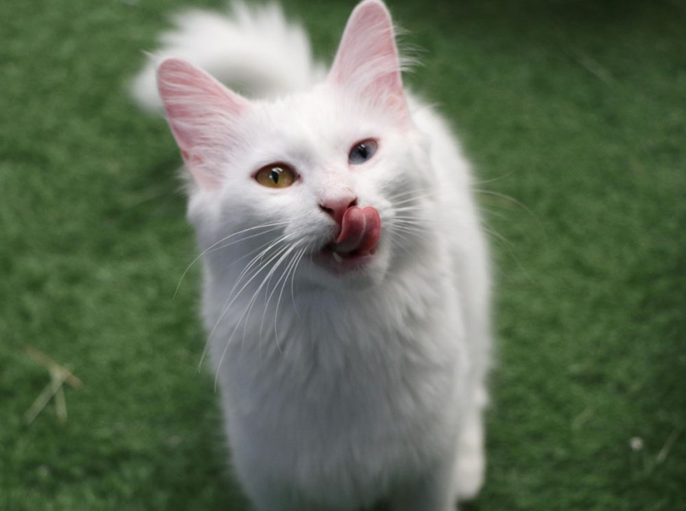 Kedi villası yeni kurallarla ziyarete açıldı Magazin Haberleri NTV