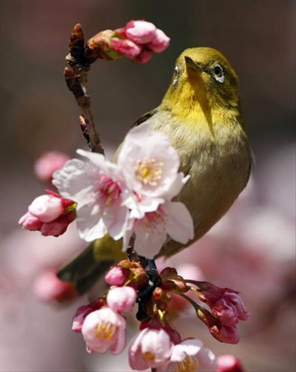 Бесплатные стоковые фото Весна души и птица