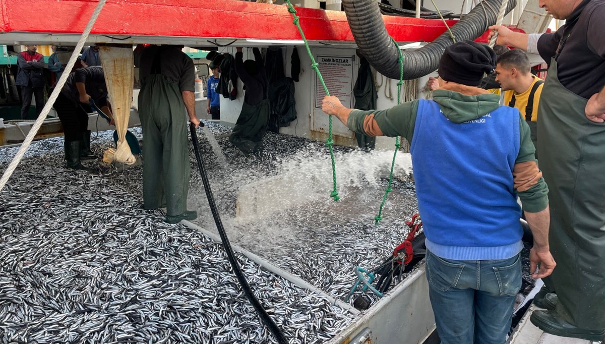 Karadeniz'de hamsi bolluğu Karadeniz'de hamsi bolluğu