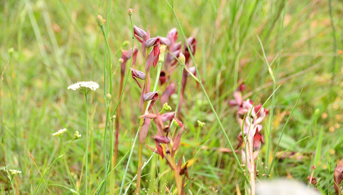 Nesli tükenmekte olan ‘beyaz altın’ı kaçak topladılar