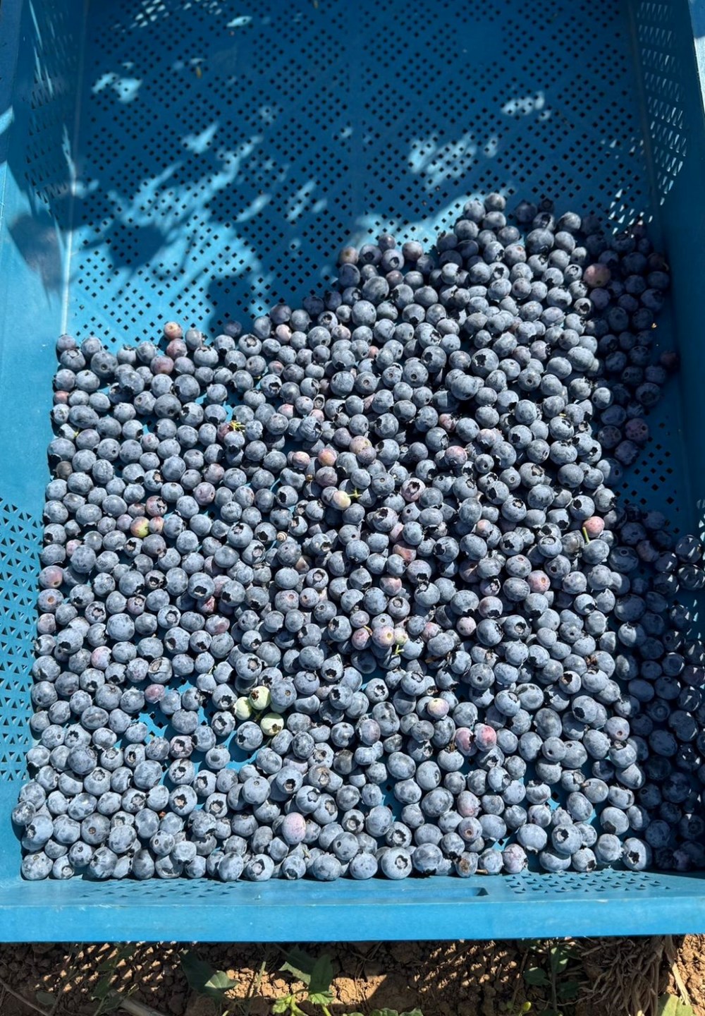 20'den fazla ülkeye ihraç ediliyor: 10-15 yıl önce dikildi, verimi arttı - 6