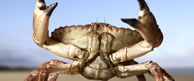 Самые большие насекомые австралии. Тасманский королевский краб. Самые опасные крабы. Десятиногие членистоногие. Тасманский королевский краб.