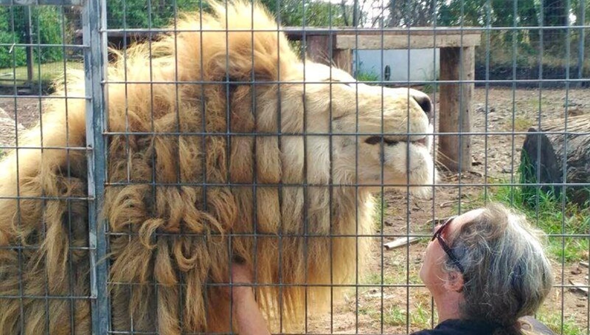 Kafesin içindeki aslan, kadının kolunu kaptı Kafesin içindeki aslan, kadının kolunu kaptı