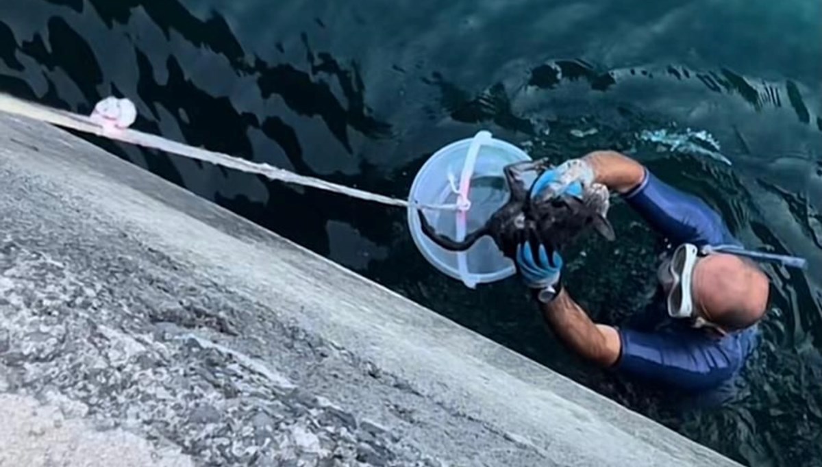Sarıyer'de denize düşen yavru kedi kurtarıldı Sarıyer'de denize düşen yavru kedi kurtarıldı