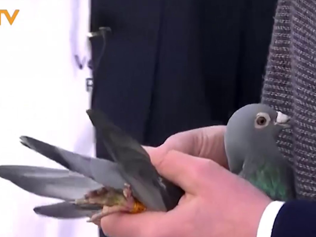 Satılık Güvercinler 5 Tl Lik Taklacı Güvercin